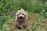 CAIRN TERRIER 570